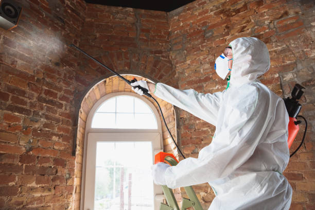 Why You Should Choose Our Mold Remediation Services in Luxemburg, WI